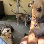 The Batezel Dogs - @rigby_martha_ - Instagram