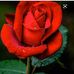 Martha Rogel - Facebook