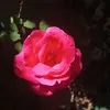 Martha Rogel - @martha.rogel1 - TikTok