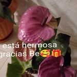 Martha Roque - @martha.roque.3557 - Instagram