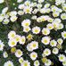 Martha Russo - Facebook