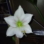 martha saylor - @saylormartha398 - Instagram