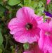 Martha Schilling - Facebook