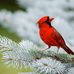 Martha Scull - Facebook