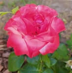 Martha Strasser - Facebook