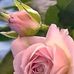 Martha Carrillo Virgen - Facebook