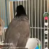 Lê Quang Vỹ - @marthawestfall450 - TikTok