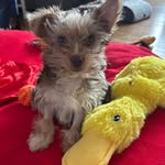Martha Wickham Nestor - @mnestor_xox0 - Instagram