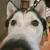 leah - @leahashbymartin - TikTok