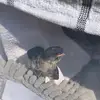 housemartinbalestruccio - @housemartinbalestruccio - TikTok