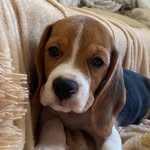 Мартин Ильич • Бигль • РКФ ✨ - @martin_beagle - Instagram