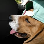 Астин Мартин - @_astin.martin.beagle_ - Instagram