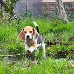 Мартин Бигль Сочи - @martin_beagle_sochi - Instagram