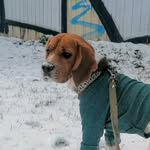Бигль Мартин🐶 - @beagle__martin - Instagram