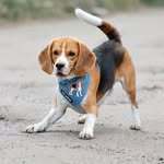 Мартин Кинг - @martin_king_beagle - Instagram