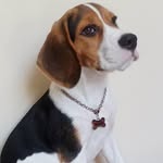 ⭐ Martin ⭐ - @martin_beagle_love - Instagram