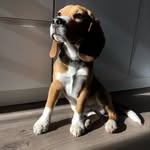 @aston_martin__beagle - Instagram