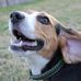 Aston Martin Beagle - Facebook