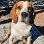 Beagle Martin 🐶 - @beaglemartin_ - Instagram