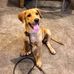 Boris Martin the Beagle - Facebook