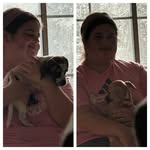 dean martin (golden beagle) & sammi (spotty beagle) - @deanmartiniandsammi - Instagram