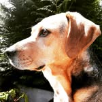 Louna Martin Beagle Berger Allemand - @louna_beagle_ - Instagram