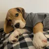 Мартин - @martin.beagletmn - TikTok