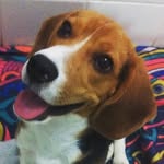 Martin 🐶🐾🍖🔛🔛🔛🇦🇷 - @martin_beagle_ - Instagram