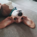 Martin - crazy Beagle - @beagle_martin_king - Instagram