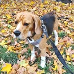 @martin__beagle - Instagram