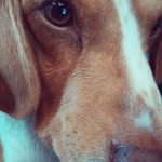 Martín Beagle - @martin.beagle - Instagram