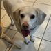 Martin Beagle - Facebook