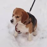 Martin beagle - @martin16.15 - Instagram