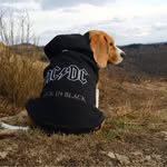 Martin Beagle - @mzivas - Instagram