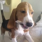 Martin #beagle - @martin_elmejor444 - Instagram