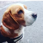 Martin Beagle - @martinbeagletin - Instagram