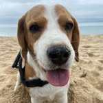 Martin beagle - @martin_beagle3 - Instagram