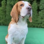Martin - @beagle_martin_ - Instagram