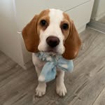 Мартин - @martin_beagle_zd - Instagram