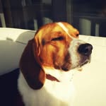martin_dog - @martin_beagle2012 - Instagram