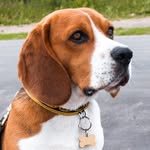 MARTIN EAGLE - @martin_beagle_dog - Instagram