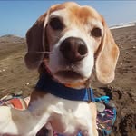 Martin el Aventurero 🍃 - @martinelbeagle - Instagram