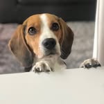 Martin Mora Beagle - @beaglemartinmora - Instagram