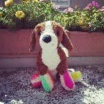 @martin_the_beagle - Instagram