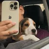 Martina beagle 🎀 - @martinabeagle - TikTok
