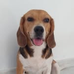 Martina Hernández Cárdenas - @martinalabeagle - Instagram