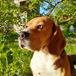 Мартин - @mr.martin_beagle - Instagram