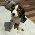 Мартин - @mr_martin_beagle - Instagram