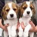 Mr Martin Beagle puppies free to a good home  - Facebook