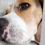 Sweet beagle boy Martin🍭🐕 - @beaglemartini - Instagram
